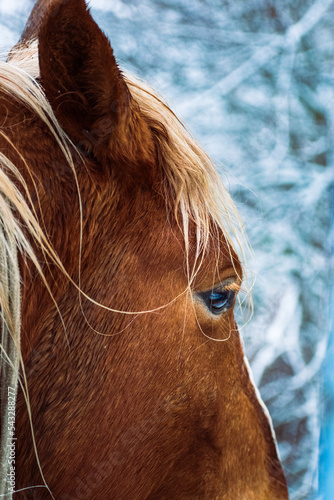 Close-up de el ojo de un caballo bayo, con arboles nevados blancos de fondo. photo