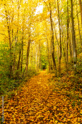 Kleiner Herbstspaziergang durch die schöne Parklandschaft bei Bad Liebenstein - Thüringen - Deutschland
