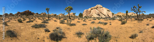 Panorama of Joshua Tree National Park, Mojave Desert