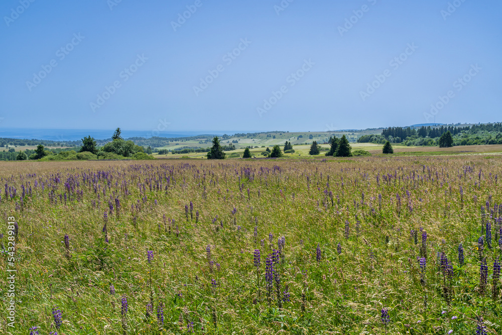 Obraz premium Das Naturschutzgebiet Lange Rhön in der Kernzone des Biosphärenreservat Rhön, Bayerischen Rhön, Landkreis Rhön-Grabfeld, Unterfranken, Bayern, Deutschland