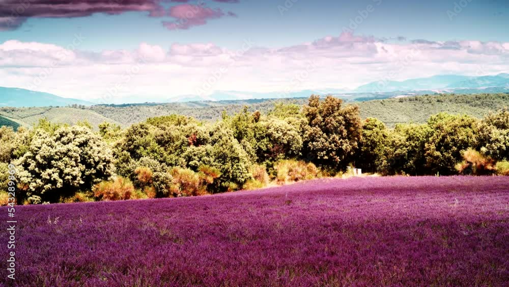 Timelapse of clouds moving over lavender fields on hill, mountains in the distance. Valensole plateau, Provence in France. Travel region. Timelapse of clouds moving over lavender fields on hill, mountains in the distance. Valensole plateau, Provence in France. Travel region.