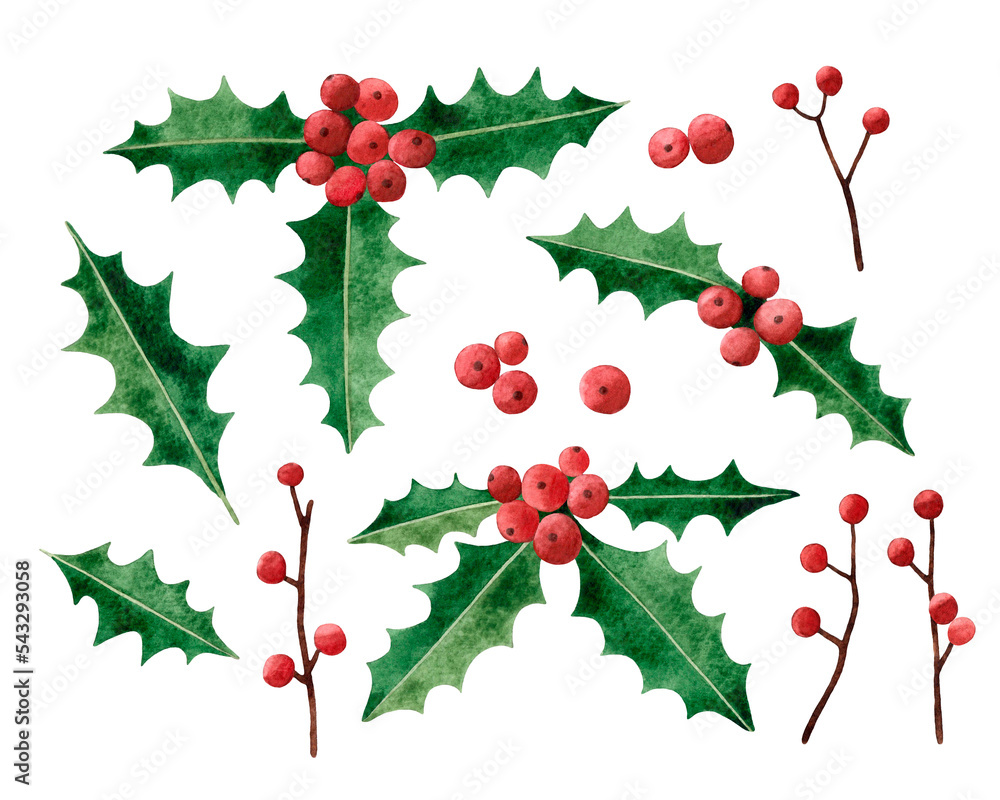 Watercolor hand drawn illustration set of red Christmas berries and branches. Isolated on white background.