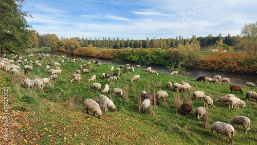 Schafe an der Mulde