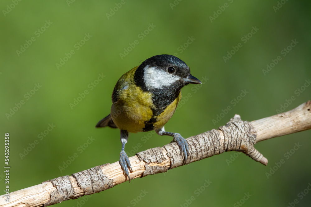 Great Tit perched on a pine branch with a green background Great Tit perched on a pine branch with a green background
