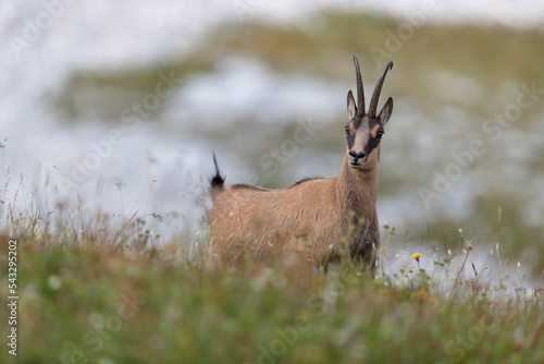 Bild auf Leinwand Apennine chamois in Gran Sasso National Park, Abruzzo, Italy.