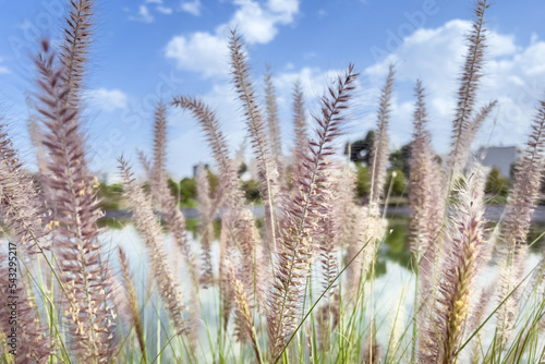 Pennisetum alopecuroides in a public public with blue sky in the background