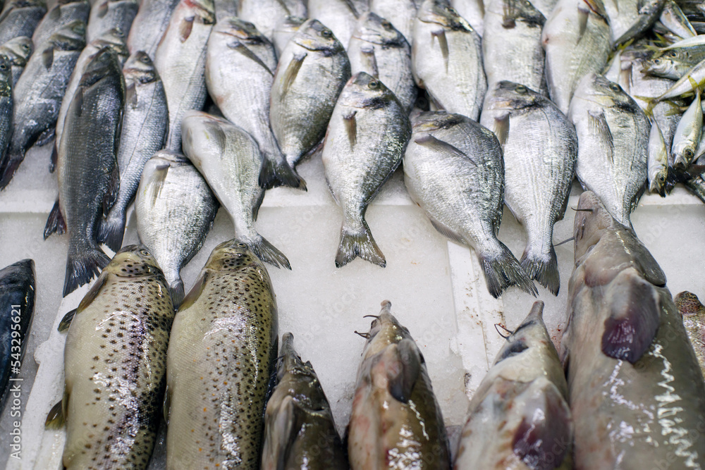 Fresh fish on the market stall Fresh fish on the market stall
