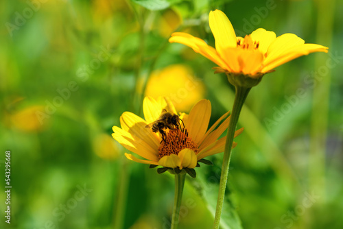 Bee and flower. Close up of a large striped bee collecting pollen on a yellow flower on a Sunny  day. Summer and spring backgrounds © borislav15