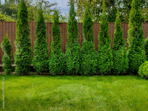 Green arborvitae near the fence