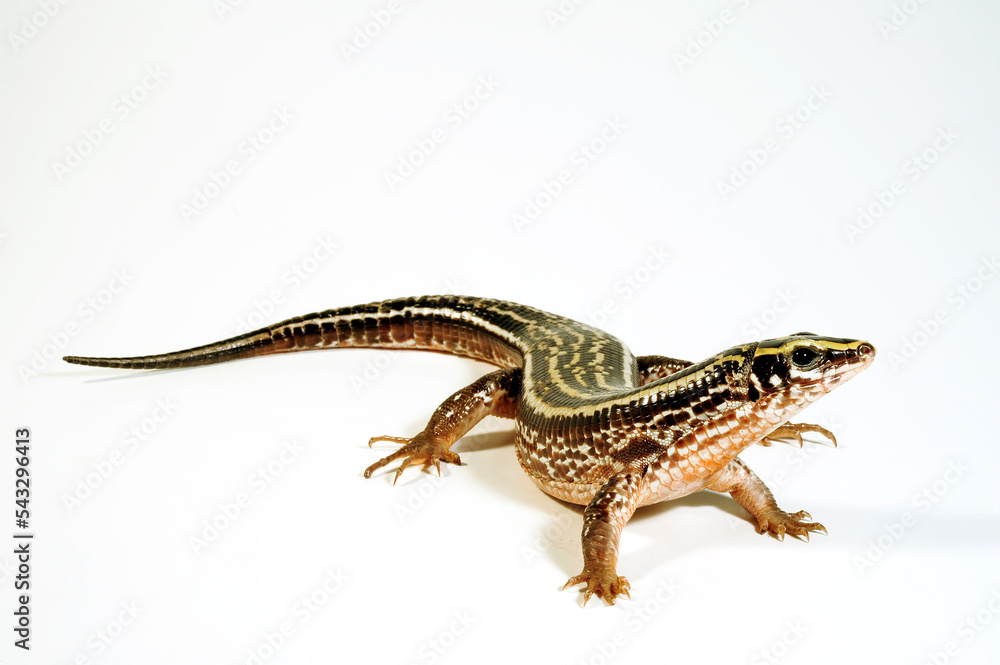 Naklejka premium Four-lined Girdled Lizard // Vierstreifen-Ringelschildechse (Zonosaurus quadrilineatus)