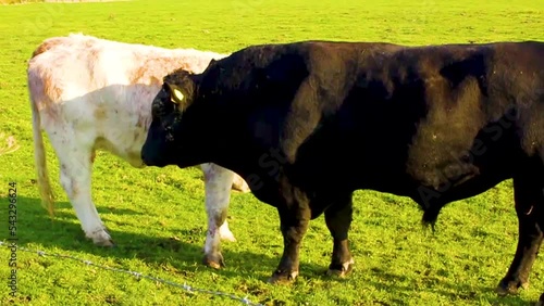 Horny black bull wants to make sex with white cow. photo