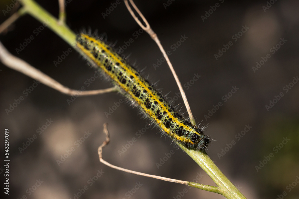 Naklejka premium Green and yellow hairy spotted caterpillar (Pieris cheiranthi) on branch of arugula. The caterpillar of a pest butterfly is a glutton of vegetables