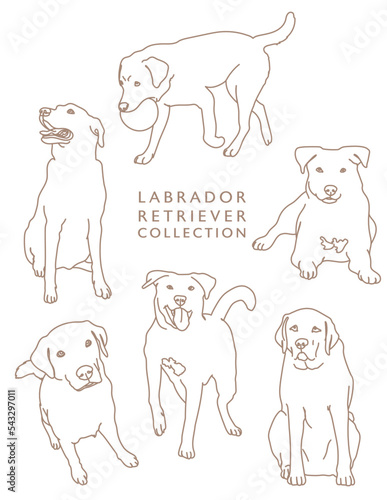Labrador Retriever Outline Illustrations in Various Poses