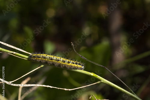 Green and yellow hairy spotted caterpillar (Pieris cheiranthi) on branch of arugula. The caterpillar of a pest butterfly is a glutton of vegetables