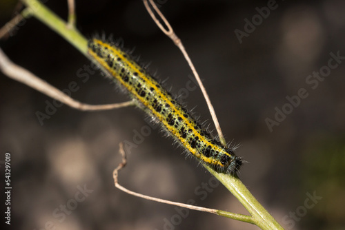 Green and yellow hairy spotted caterpillar (Pieris cheiranthi) on branch of arugula. The caterpillar of a pest butterfly is a glutton of vegetables © lyudmilka_n