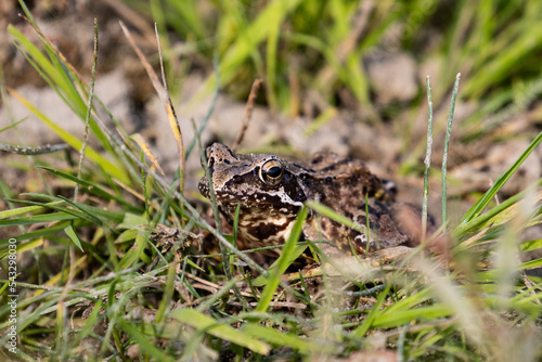 frog on the ground © Robert