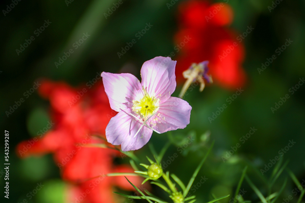 lilac wild flowers in the garden isolated lilac wild flowers in the garden isolated