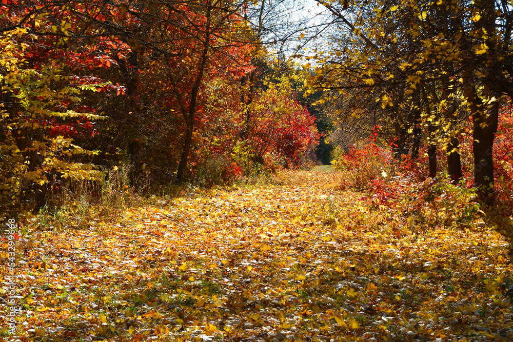 Obraz premium road in the park between yellow trees in autumn