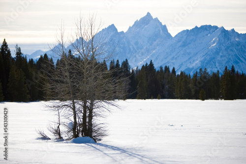A winter field and dormant trees wait for spring with the Teton Range in Wyoming.
