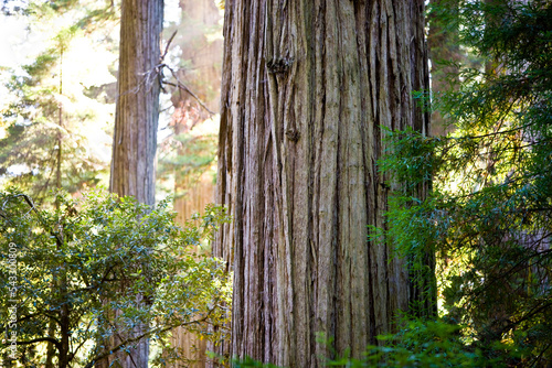 A giant Redwood in sunlight in the lush evergreen forest of Jedediah Smith Redwoods State Park.