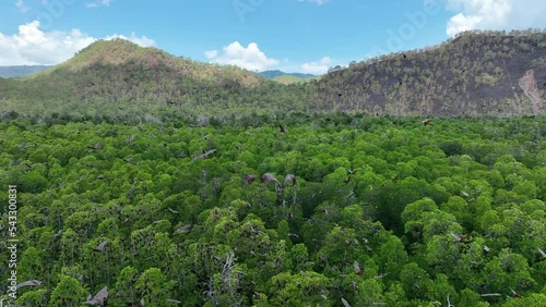 Sunda flying foxes, Acerodon mackloti, fly above the green canopy of a remote mangrove forest where they roost in Indonesia. Mangroves provide vital habitat for invertebrates, fish, birds, and fruit b photo