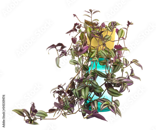 Tradescantia Zebrina plant growing in a pot isolated on a white background. photo