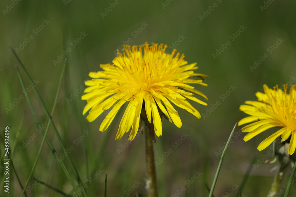 Żółty kwiat - mniszek lekarski kwitnący na łące wczesną wiosną. Wiosna na wsi - obrazy, fototapety, plakaty 