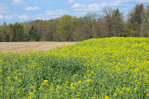 Żółty rzepak kwitnący na polu. Wieś na wsi © Flower Drawer Photo