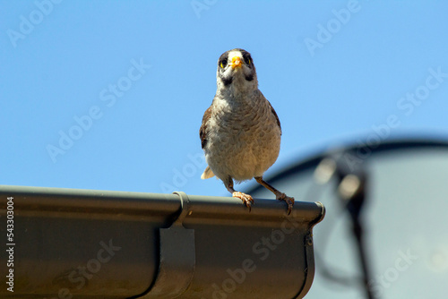 Australian Noisy Miner (Manorina melanocephala) photo