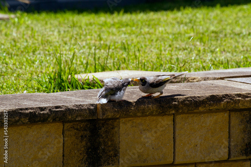 Australian Noisy Miner (Manorina melanocephala) photo