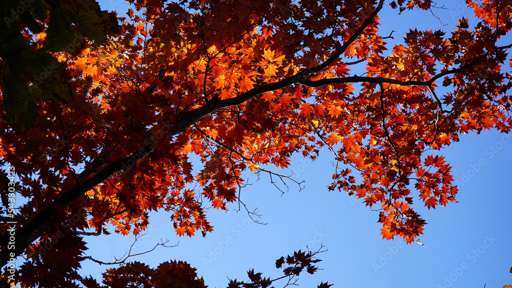 The color of the red maple tree of Bukhansan Mountain in autumn.