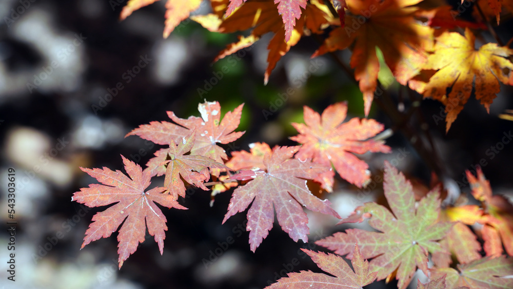 Autumn representation of the red maple tree. Autumn representation of the red maple tree.