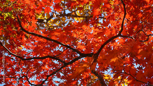 Autumn representation of the red maple tree.