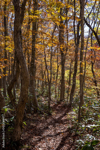 日本の鳥取県大山の美しい秋の風景 © 仁 藤原