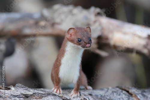 Photography Weasel in his summer brown fur watching from the pile of logs.