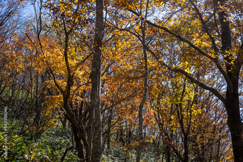 日本の鳥取県大山のとても美しい秋の風景