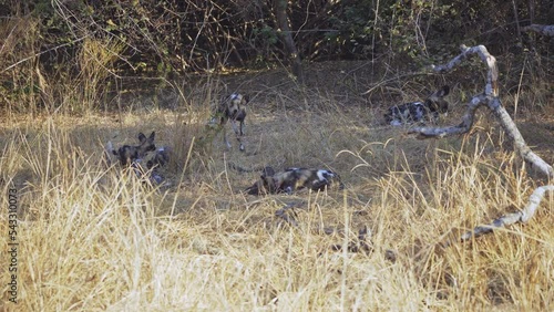Amazing close-up of a herd of wild dogs with cubs in the african savannah photo