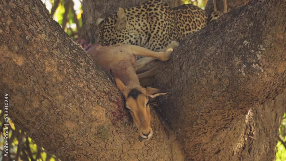 Incredible close-up of a beautiful wild leopard feeding on an impala carcass on a tree. Incredible close-up of a beautiful wild leopard feeding on an impala carcass on a tree.