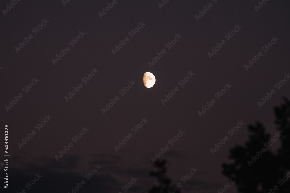 Scenic view of moon shining over tree and clouds in evening sky Scenic view of moon shining over tree and clouds in evening sky