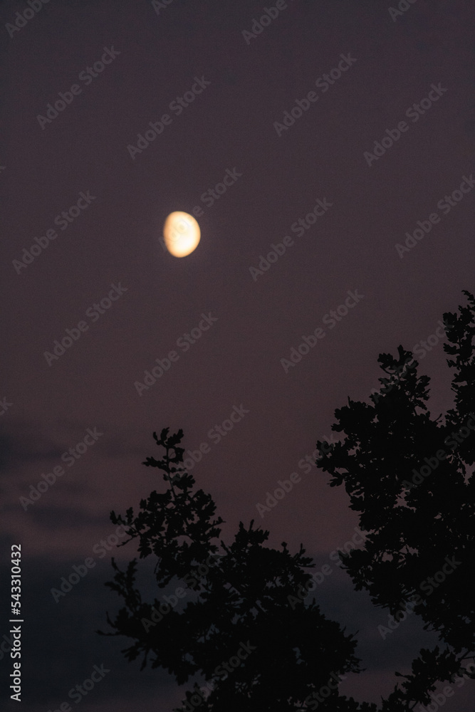 Silhouette of oak tree against scenic view of moon shining in evening sky Silhouette of oak tree against scenic view of moon shining in evening sky