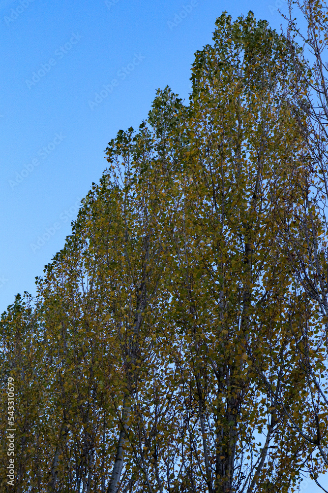 Obraz premium trees in the forest