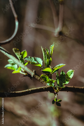 Plakat w ramie leaves in spring