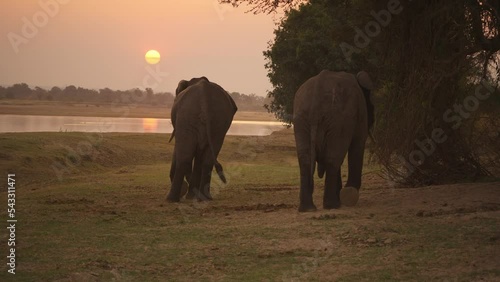 Incredible close-up of a group of wild African elephants on the river bank at sunset.   photo