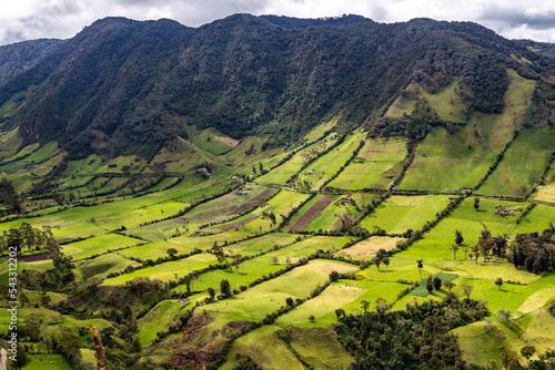Traditional Andean crops