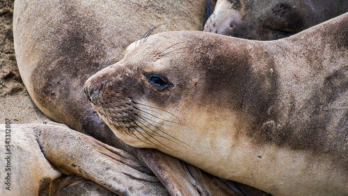 Relaxing Elephant Seal