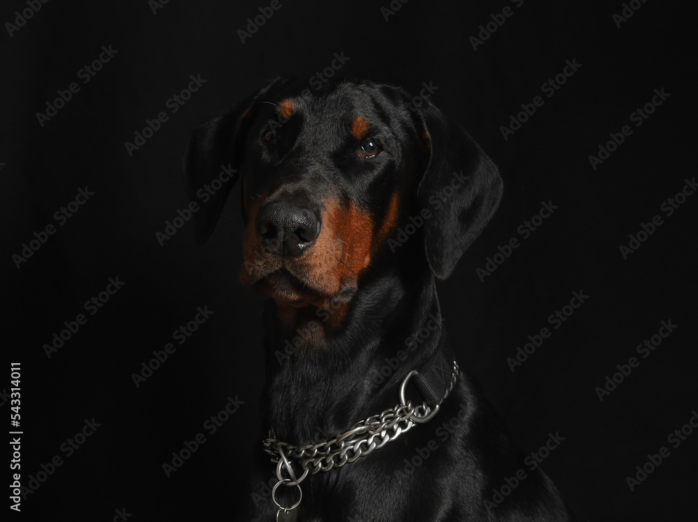 Portrait of a Dobermann with uncropped ears
