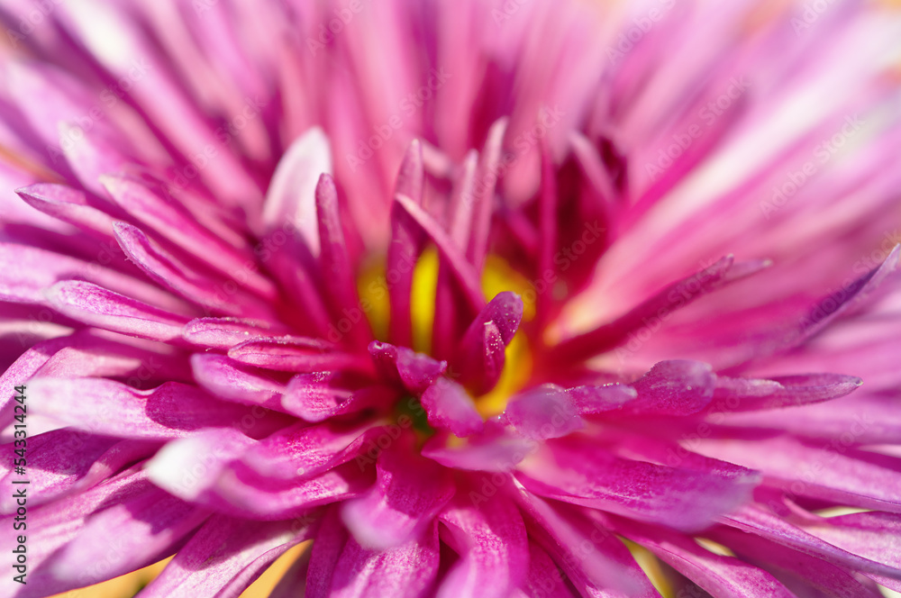 macro photo of a large pink chrysanthemum macro photo of a large pink chrysanthemum