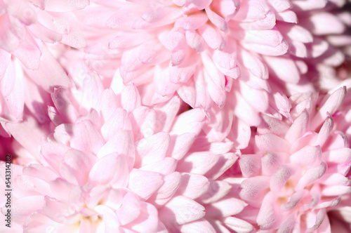 Fototapeta Naklejka Na Ścianę i Meble -  Beauty gentle pink chrysanthemums, beauty in nature