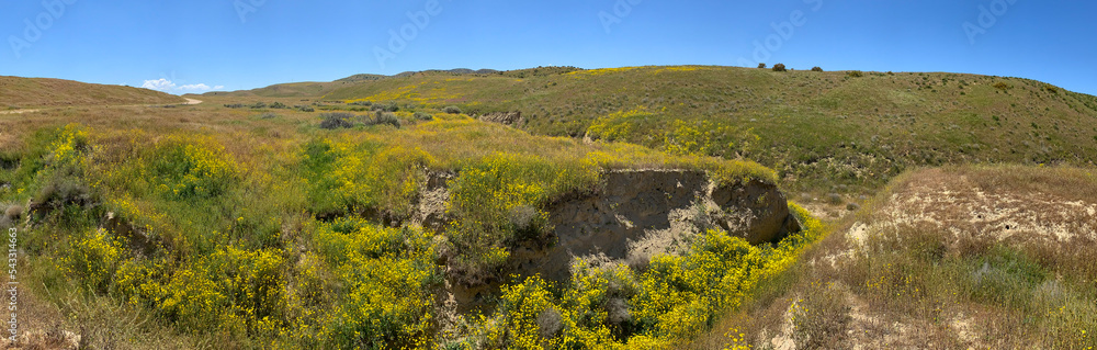 Panorama of Carrizo Plain National Monument with Wildflowers