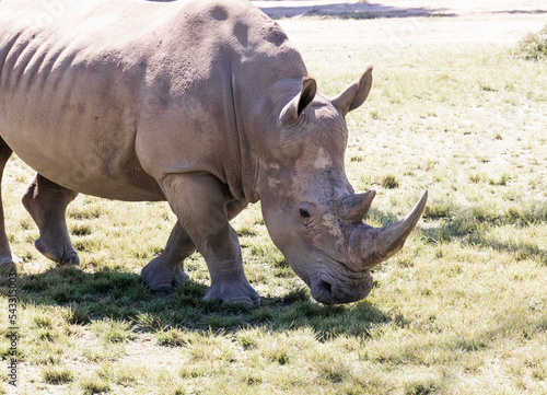 endangered white rhino